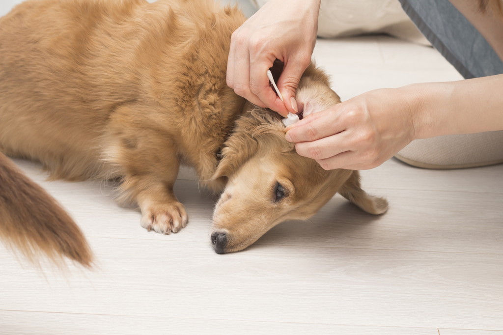 愛犬の耳掃除はどれくらいの頻度で行うのがいい 公式 ピュアラックス Pureluxe 無添加ドッグフード キャットフード通販