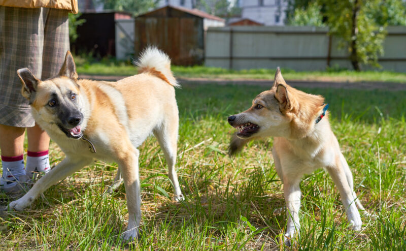 犬がマウンティングする理由とは マウンティングをやめさせる方法を紹介 公式 ピュアラックス Pureluxe 無添加ドッグフード キャットフード通販