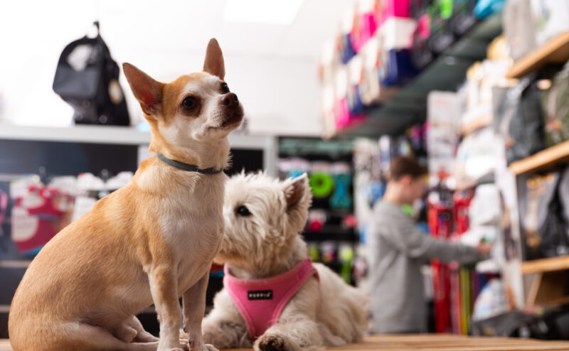 ペットショップから犬を購入するメリットと信頼できるお店の見分け方