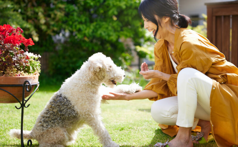 愛犬とのコミュニケーションの重要性と構いすぎのデメリット