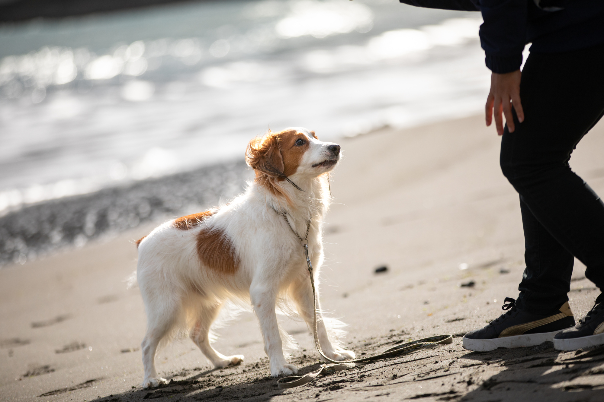 愛犬と一緒にビーチ・海を楽しむための準備や注意点について