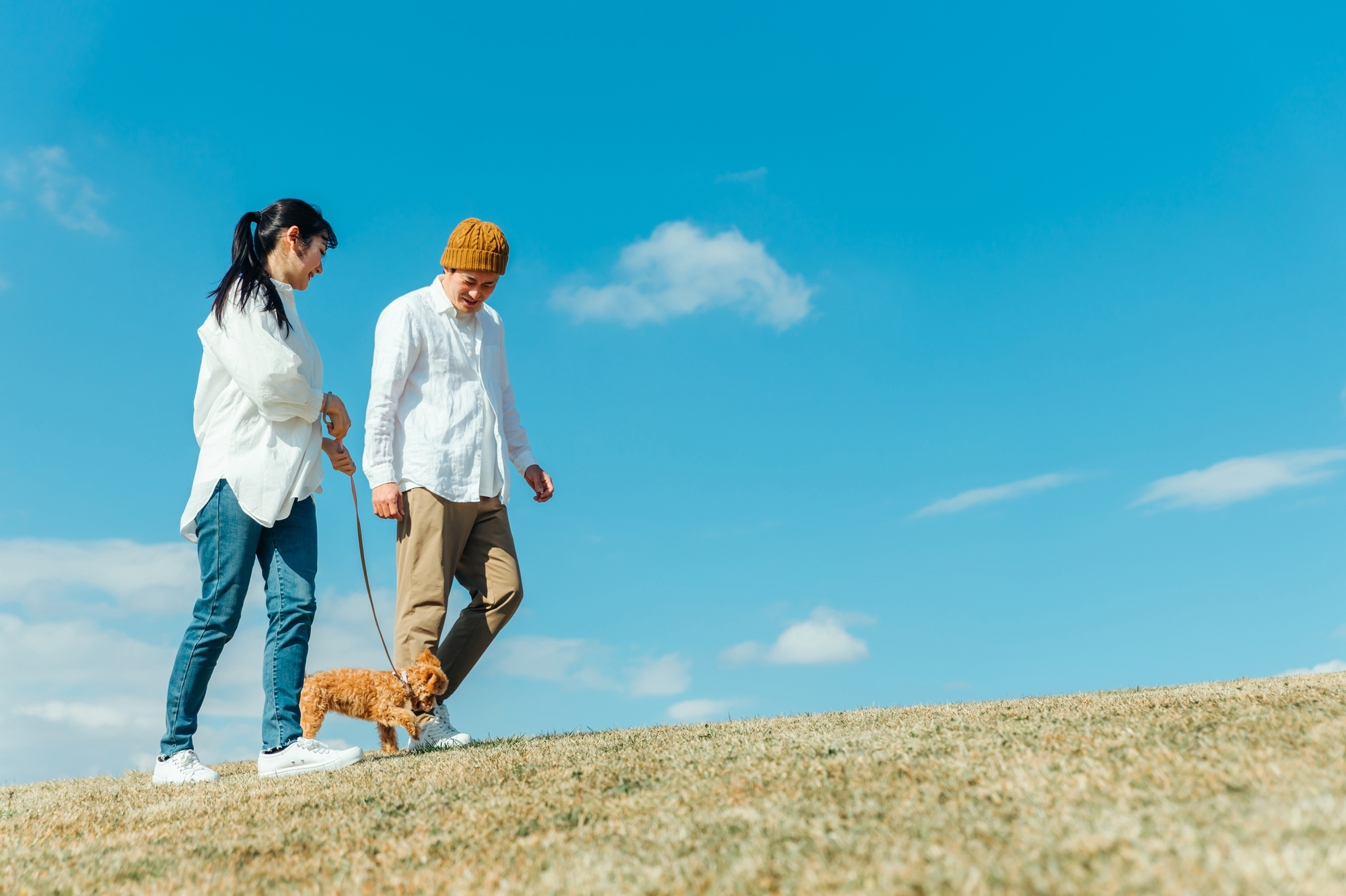 犬の運動不足がもたらす健康問題について