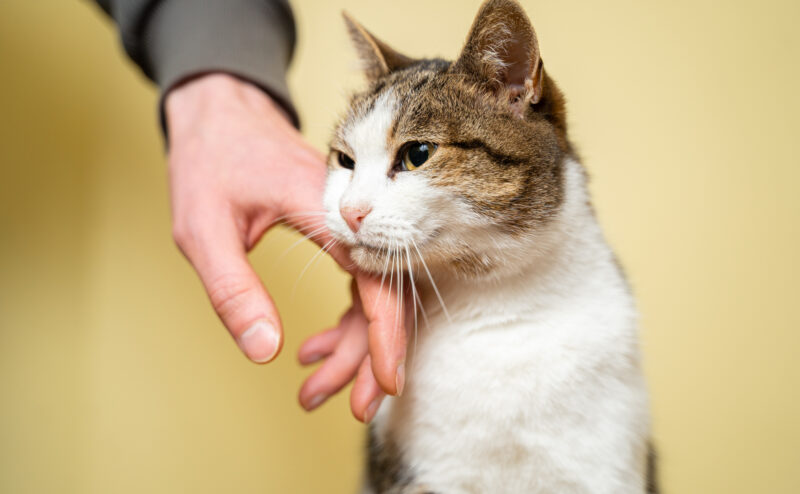 猫を飼っている家庭が来客を迎える場合のポイント