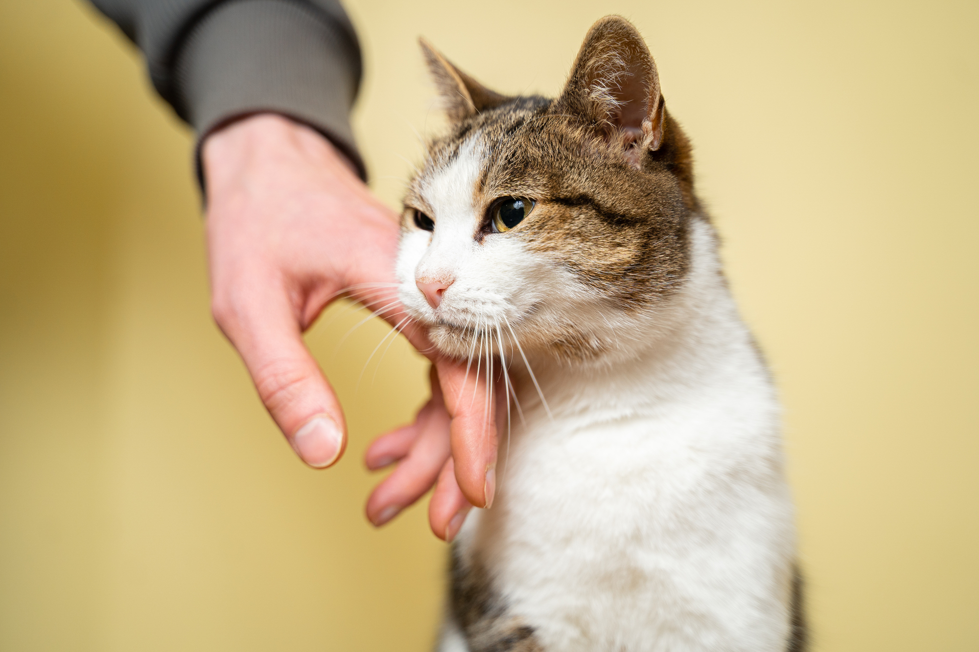 猫を飼っている家庭が来客を迎える場合のポイント