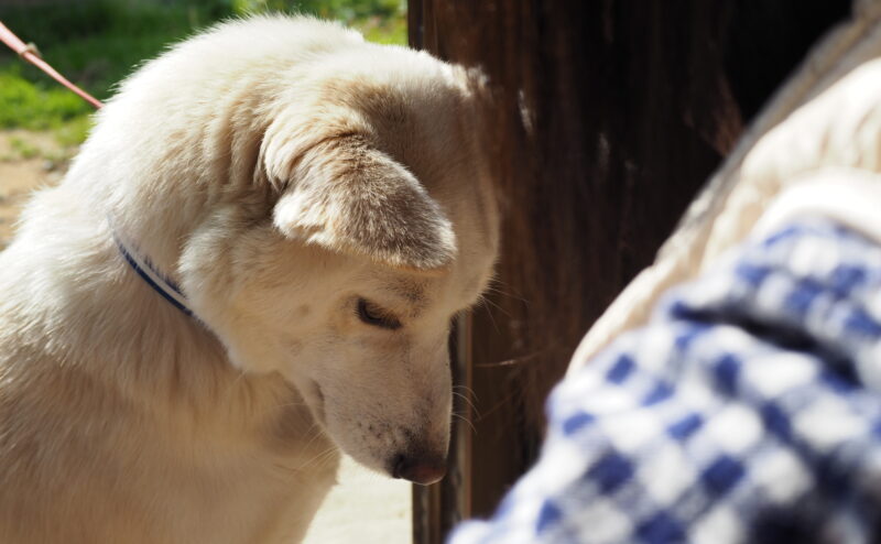 犬が反省（ごめんなさい）しているサインと対処法について