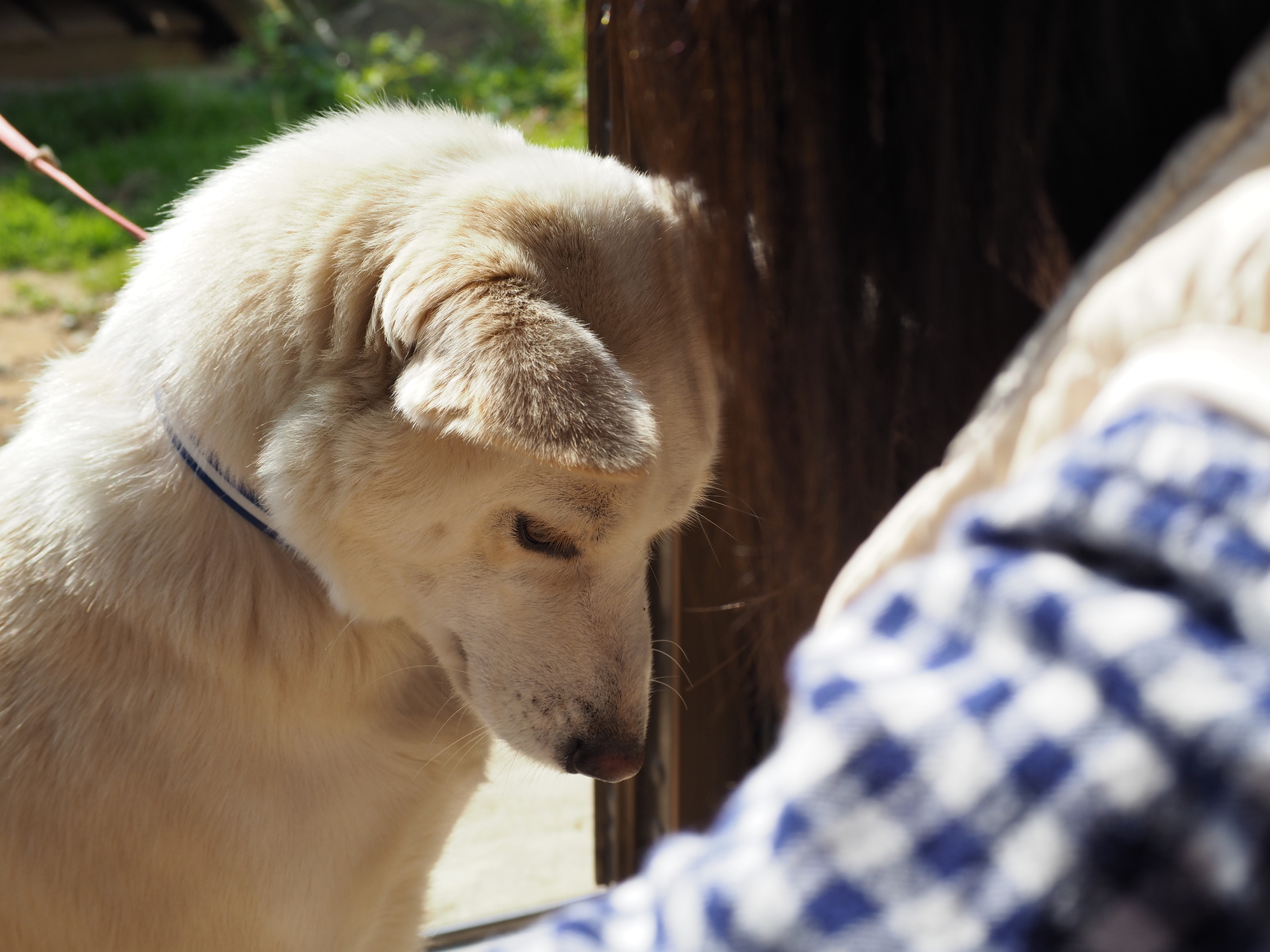 犬が反省（ごめんなさい）しているサインと対処法について