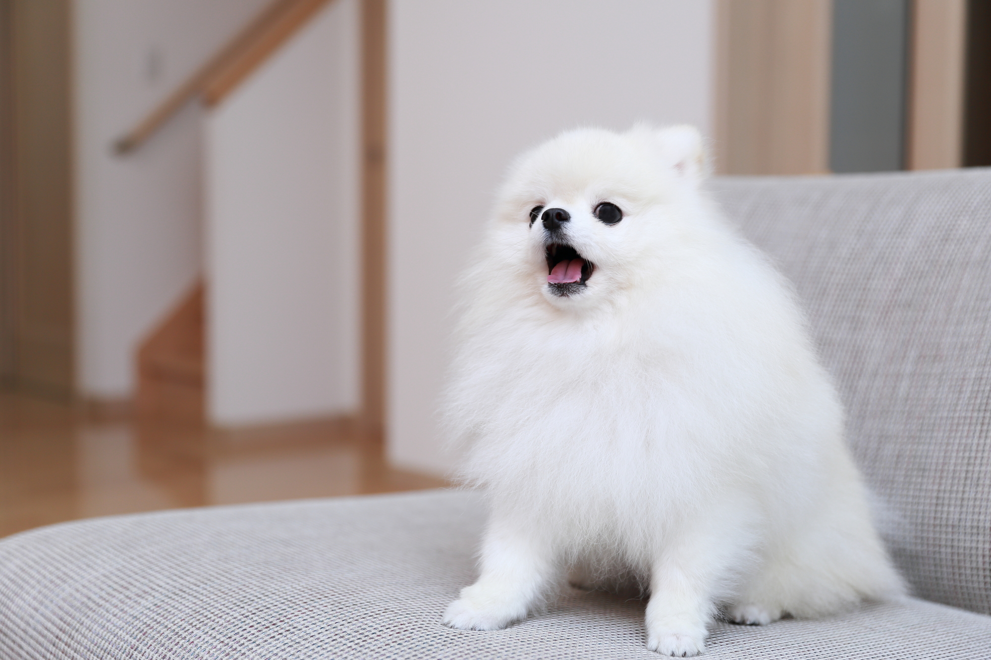 犬が来客時に吠えてしまう理由と対処法について