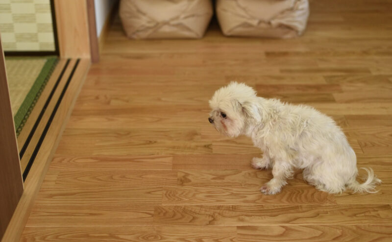 高齢（シニア期）による愛犬の性格の変化について