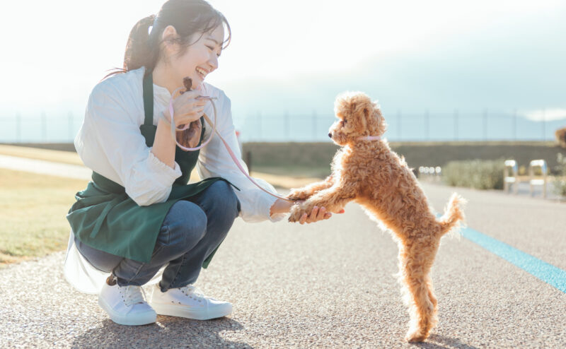 子犬の散歩はいつから始めるべき？散歩の効果や注意点も紹介！