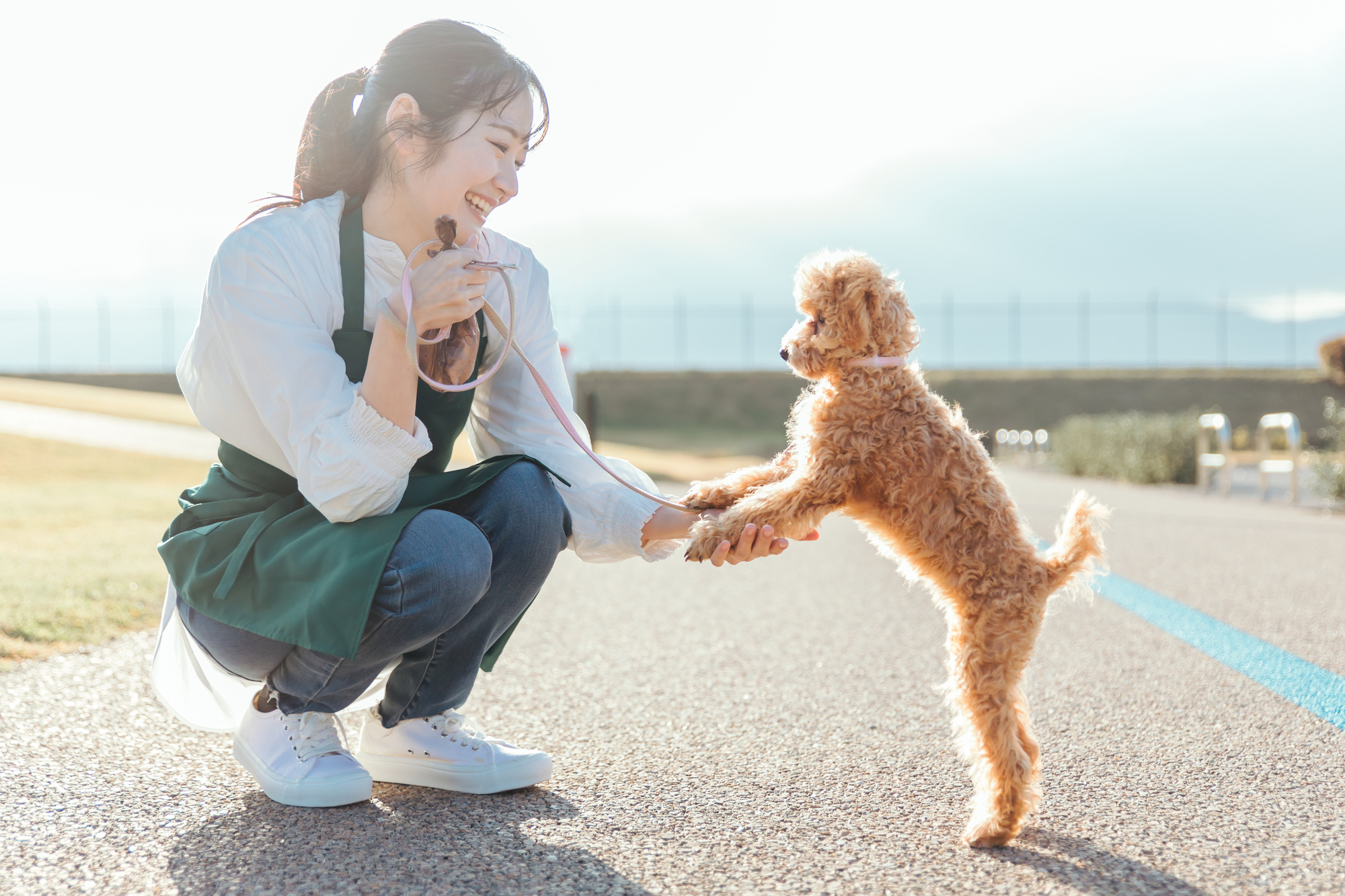 子犬の散歩はいつから始めるべき？散歩の効果や注意点も紹介！