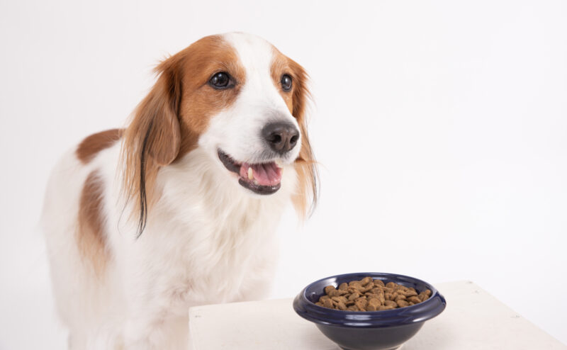 犬の療法食を与える目的・注意点・選び方について