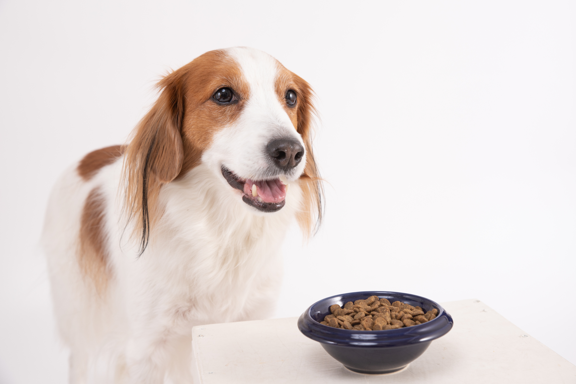 犬の療法食を与える目的・注意点・選び方について