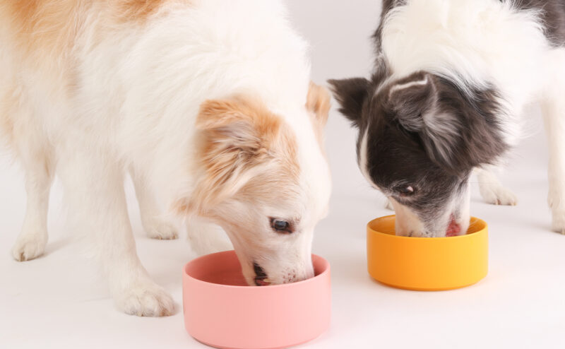 犬の鶏肉（チキン）アレルギーとは？症状や対策方法を紹介！