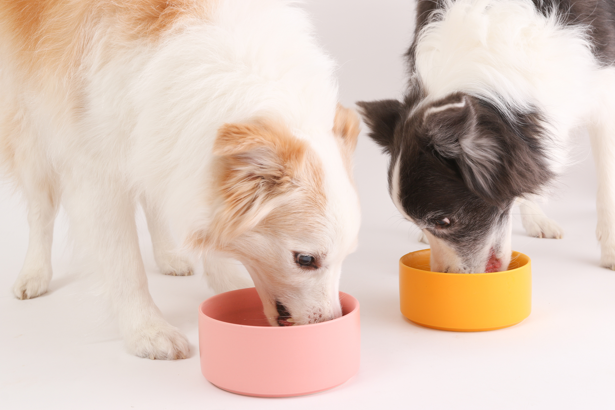 犬の鶏肉（チキン）アレルギーとは？症状や対策方法を紹介！