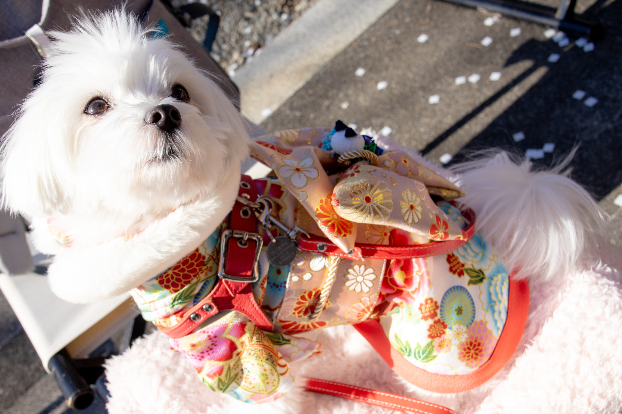 愛犬と神社参拝を楽しむために押さえるべきポイントとは？